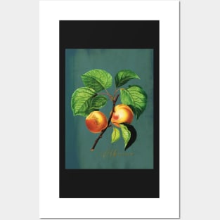 Apricot fruits on a branch Posters and Art